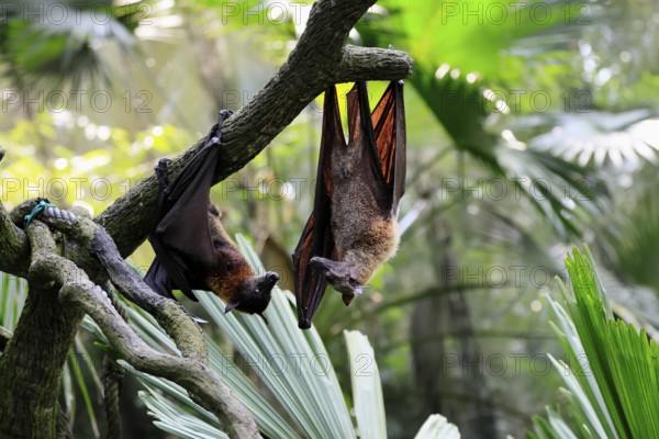 Kalong flying fox (Pteropus vampyrus), adult, two animals, in sleeping tree, during the day, Singapore, Southeast Asia