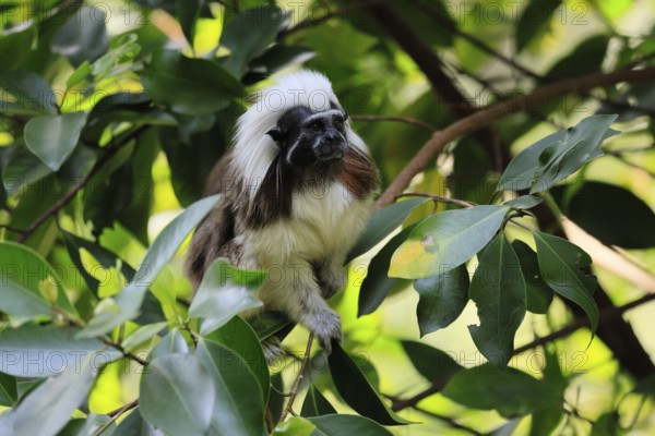 Liszt monkey (Saguinus oedipus), adult, in tree, alert, Colombia, South America