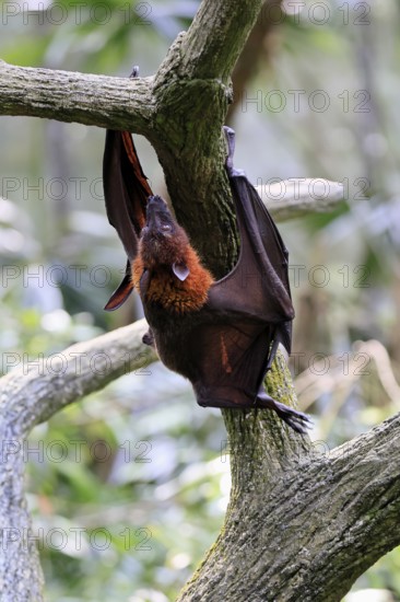 Kalong flying fox (Pteropus vampyrus), adult, climbing, in sleeping tree, during the day, Singapore, Southeast Asia