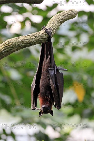 Kalong flying fox (Pteropus vampyrus), adult, resting, in sleeping tree, during the day, Singapore, Southeast Asia