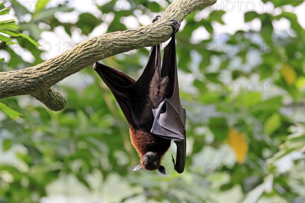 Kalong flying fox (Pteropus vampyrus), adult, resting, in sleeping tree, during the day, Singapore, Southeast Asia