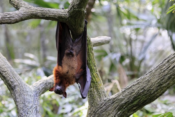 Kalong flying fox (Pteropus vampyrus), adult, male, resting, in sleeping tree, during the day, Singapore, Southeast Asia