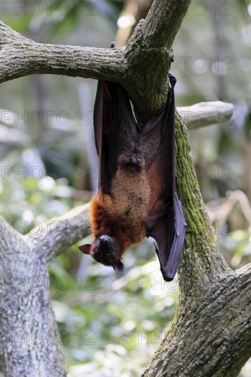 Kalong flying fox (Pteropus vampyrus), adult, male, resting, in sleeping tree, during the day, Singapore, Southeast Asia