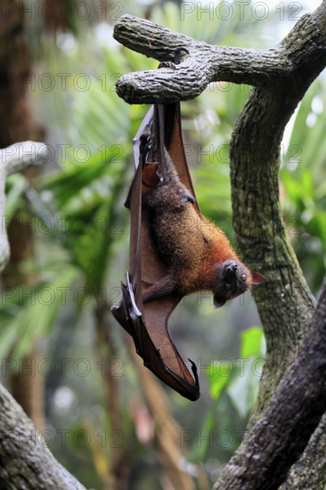 Kalong flying fox (Pteropus vampyrus), adult, in sleeping tree, during the day, Singapore, Southeast Asia
