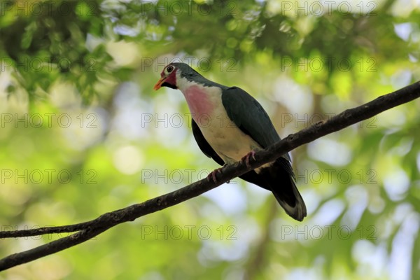 Jambu Fruit Dove (Ptilinopus jambu), adult, on tree, alert, Singapore, Southeast Asia