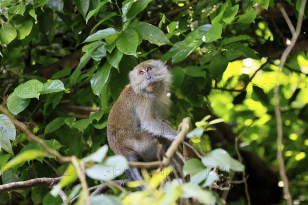 Javanese monkey (Macaca fascicularis), long-tailed macaque, adult, sitting on tree, alert, endangered species, Singapore, Southeast Asia