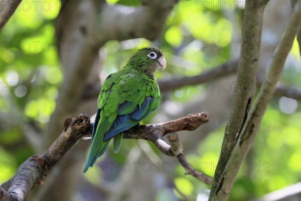 Cactus parakeet (Eupsittula cactorum), adult, on tree, alert, Brazil, South America