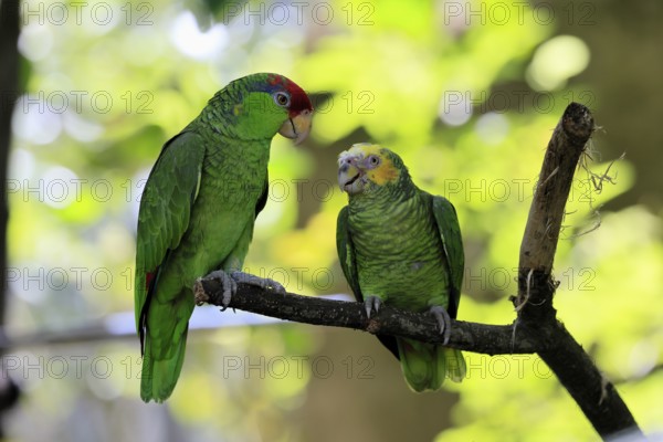Green-cheeked Amazon (Amazona viridigenalis), Yellow-crowned Amazon (Amazona ochrocephala), adult, two animals, on tree, captive, Singapore