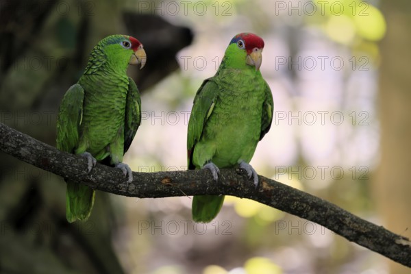 Green-cheeked Amazon (Amazona viridigenalis), adult, pair, on tree, social behaviour, Mexico, North America