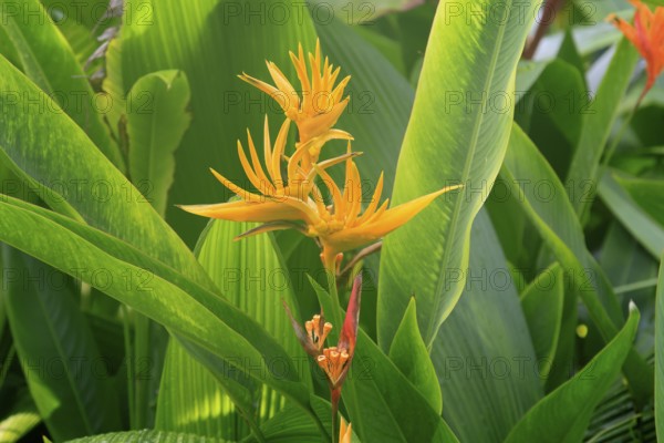Heliconia psittacorum, lobster shear heliconia, flower, blooming, South America