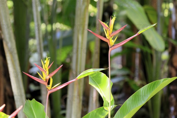 Heliconia mathiasiae, flower, blooming, Costa Rica, South America