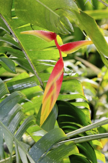 Heliconia platystachys, blossom, blooming, Costa Rica, South America
