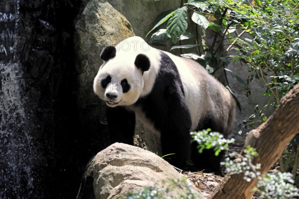Giant Panda (Ailuropoda melanoleuca), adult, on the ground, alert, China
