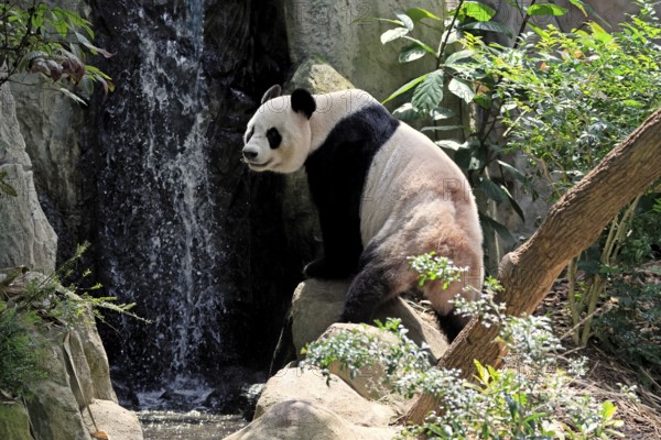 Giant Panda (Ailuropoda melanoleuca), adult, sitting, alert, on rocks, China
