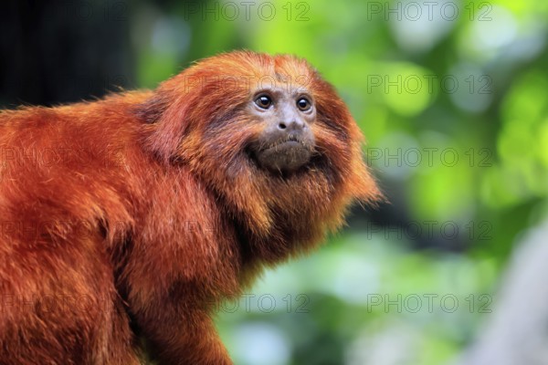 Golden lion tamarin (Leontopithecus rosalia), adult, on tree, alert, Brazil, South America
