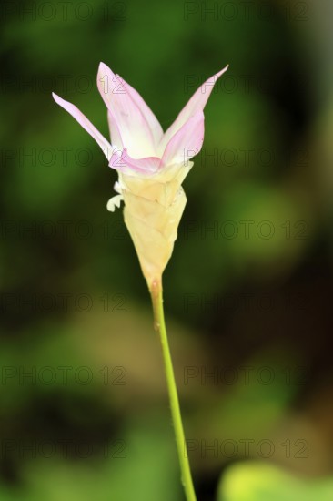 Göppertia lanata, Calathea lanata, flowering, Singapore, Southeast Asia