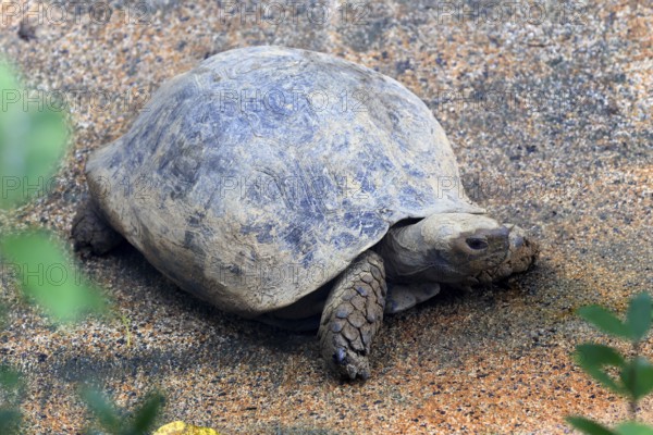 Yellow-headed turtle (Indotestudo elongata), adult, feeding, Southeast Asia, Singapore