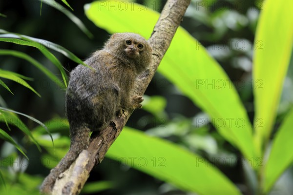 Yellow-bellied marmoset (Cebuella pygmaea), adult, on tree, alert, Amazonas, rainforest, South America