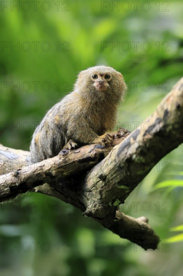 Yellow-bellied marmoset (Cebuella pygmaea), adult, on tree, alert, Amazonas, rainforest, South America