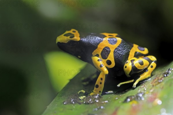Yellow-banded poison dart frog (Dendrobates leucomelas), adult, on leaf, on land, South America, captive