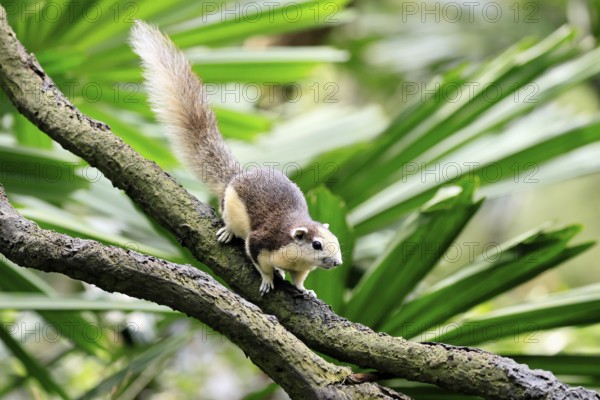 Finlayson's squirrel (Callosciurus finlaysonii), adult, on tree, foraging, Singapore, Southeast Asia