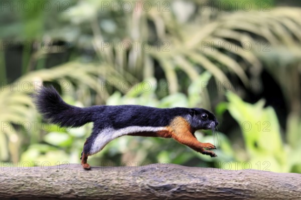 Finlayson's squirrel (Callosciurus finlaysonii), adult, on tree, foraging, jumping, Singapore, Southeast Asia
