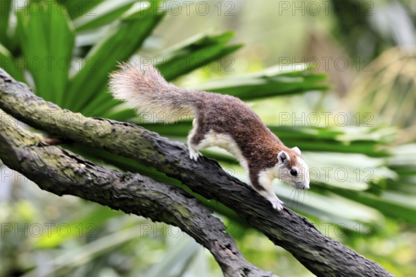 Finlayson's squirrel (Callosciurus finlaysonii), adult, on tree, foraging, running, Singapore, Southeast Asia