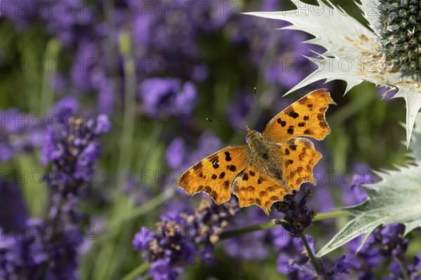 Comma butterfly (Polygonia c-album) adult insect feeding on a garden blue English lavender flowers in summer, England, United Kingdom