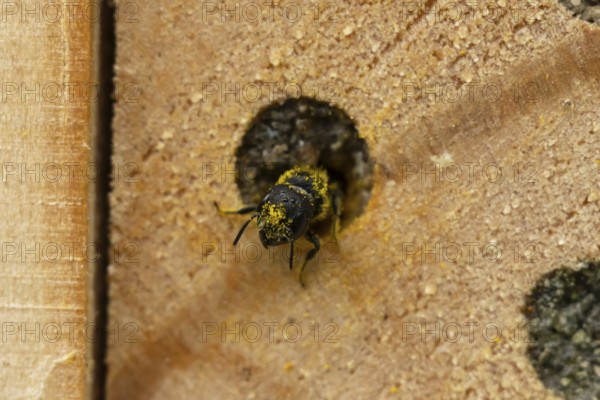 Orange vented mason bee (Osmia leaiana) adult insect at a bee hotel box in summer, England, United Kingdom
