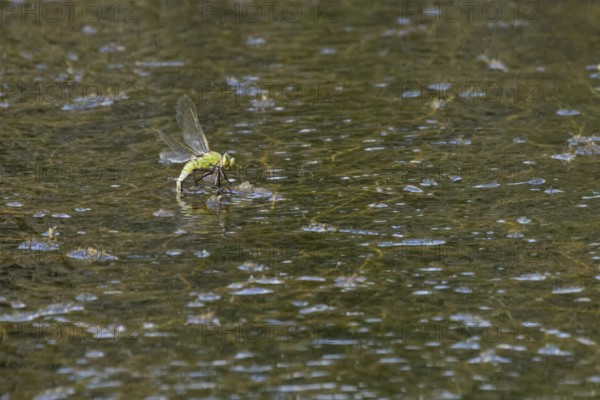 Emperor dragonfly (Anax imperator) adult female insect egg laying or ovipositioning on the water surface of a pond in summer, England, United Kingdom