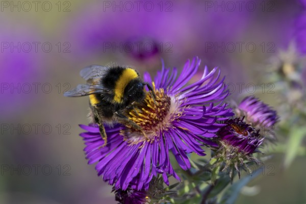 Garden bumblebee (Bombus hortorum) adult bee insect feeding on purple garden Aster plant flower in summer, England, United Kingdom