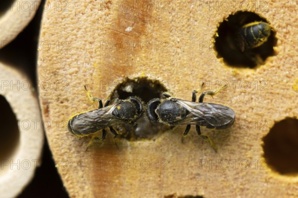 Orange vented mason bee (Osmia leaiana) two adult insects at a bee hotel box in summer, England, United Kingdom