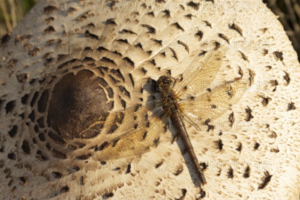 Common darter dragonfly (Sympetrum striolatum) adult insect on a Parasol mushroom in autumn, England, United Kingdom