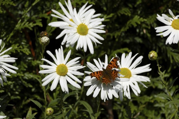 Comma butterfly (Polygonia c-album) adult insect feeding on a garden daisy flowers in summer, England, United Kingdom