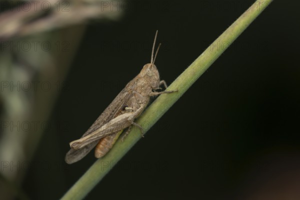 Common field grasshopper (Chorthippus brunneus) adult insect on a grass stem in summer, England, United Kingdom
