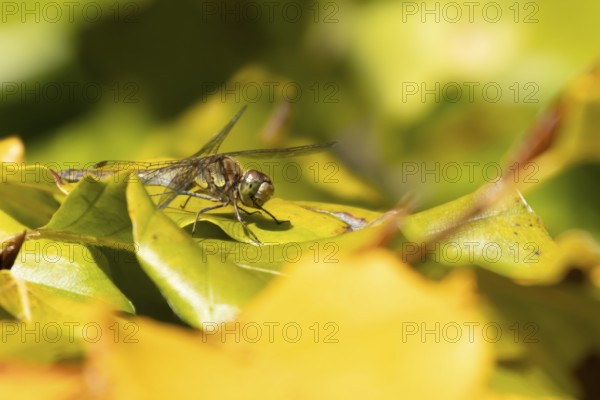 Common darter dragonfly (Sympetrum striolatum) adult insect on a tree leaves in autumn, England, United Kingdom