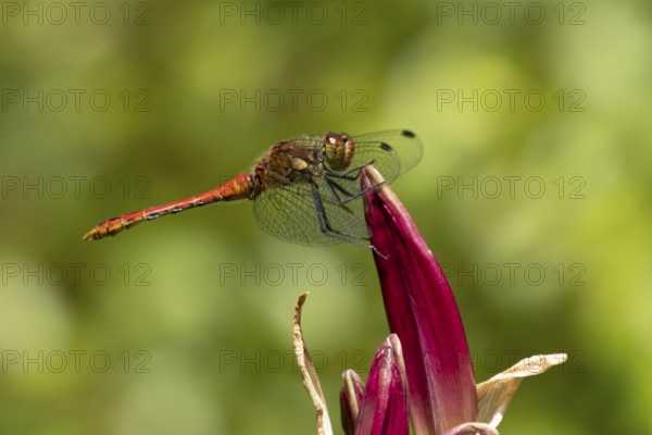 Common darter dragonfly (Sympetrum striolatum) adult insect on a garden lily flower in summer, England, United Kingdom