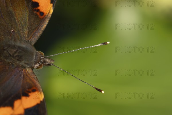 Red admiral butterfly (Vanessa atalanta) adult insect head portrait in summer, England, United Kingdom