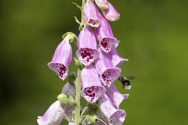 Buff tailed bumblebee (Bombus terrestris) adult bee insect flying towards a purple garden Foxglove (Digitalis purpure) flower in summer, England, United Kingdom