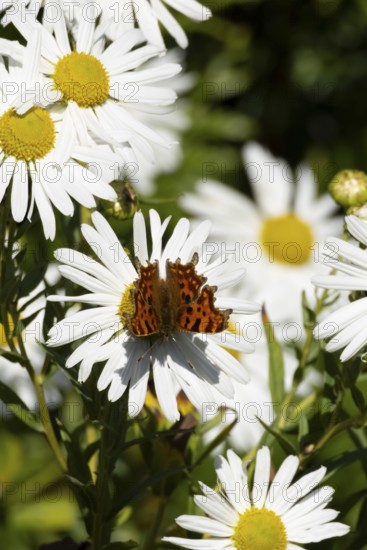 Comma butterfly (Polygonia c-album) adult insect feeding on a garden daisy flowers in summer, England, United Kingdom