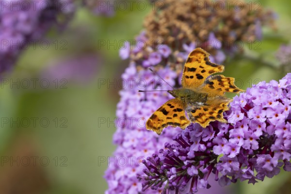 Comma butterfly (Polygonia c-album) adult insect feeding on a garden purple Buddleia flowers in summer, England, United Kingdom