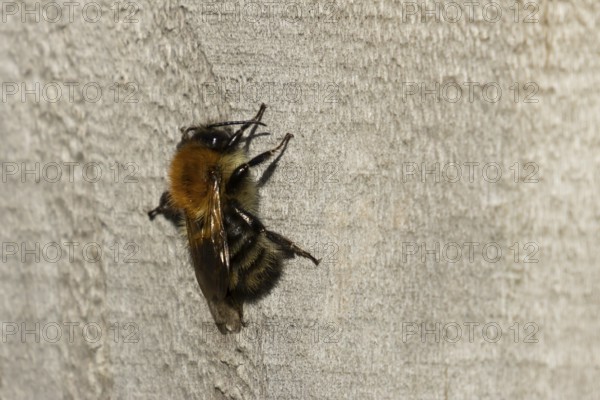 Red mason bee (Osmia rufa) adult insect on a wooden garden fence in summer, England, United Kingdom