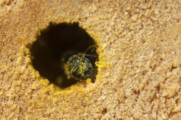 Orange vented mason bee (Osmia leaiana) adult insect in a hole in a bee hotel box in summer, England, United Kingdom