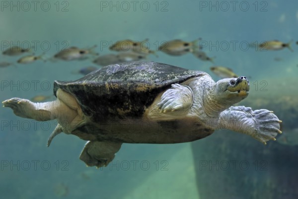 Burmese Roofed Turtle (Batagur trivittata), adult, in water, swimming, Myanmar, Asia, captive