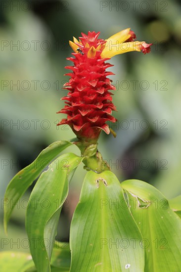 Costus productus, orange-tulip ginger, blossom, blooming, Columbia, South America