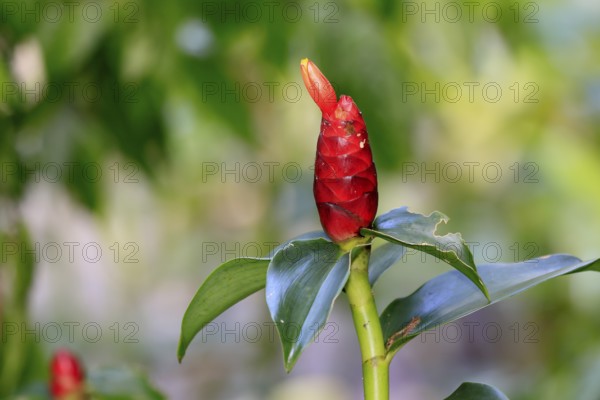 Torch ginger (Etlingera elatior), flowering, flower, Singapore, Southeast Asia