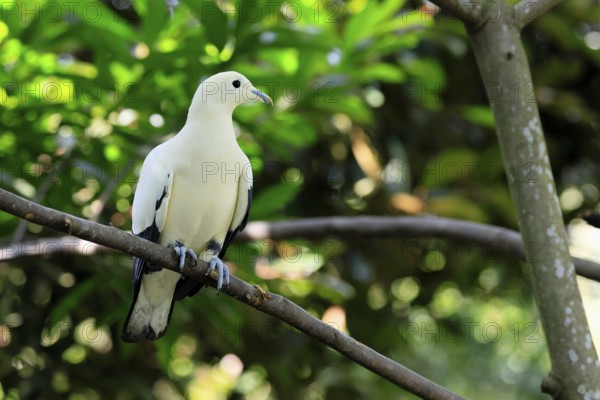 Magpie Fruit Dove (Ducula luctuosa), adult, alert, on tree, Southeast Asia, Singapore