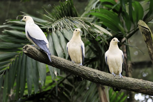 Magpie Fruit Dove (Ducula luctuosa), adult, group, three, vigilant, on tree, Southeast Asia, Singapore