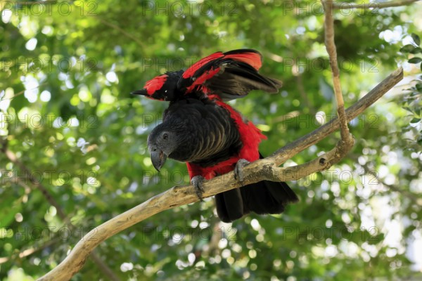 Bristle-headed Parrot (Psittrichas fulgidus), adult, on tree, spreading, wings, New Guinea, captive, Singapore