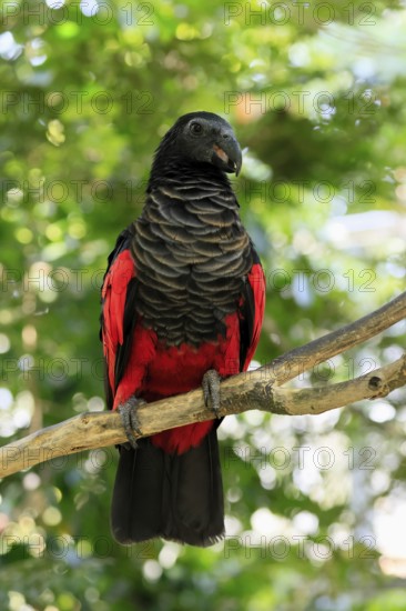 Bristle-headed Parrot (Psittrichas fulgidus), adult, on tree, calling, New Guinea, captive, Singapore